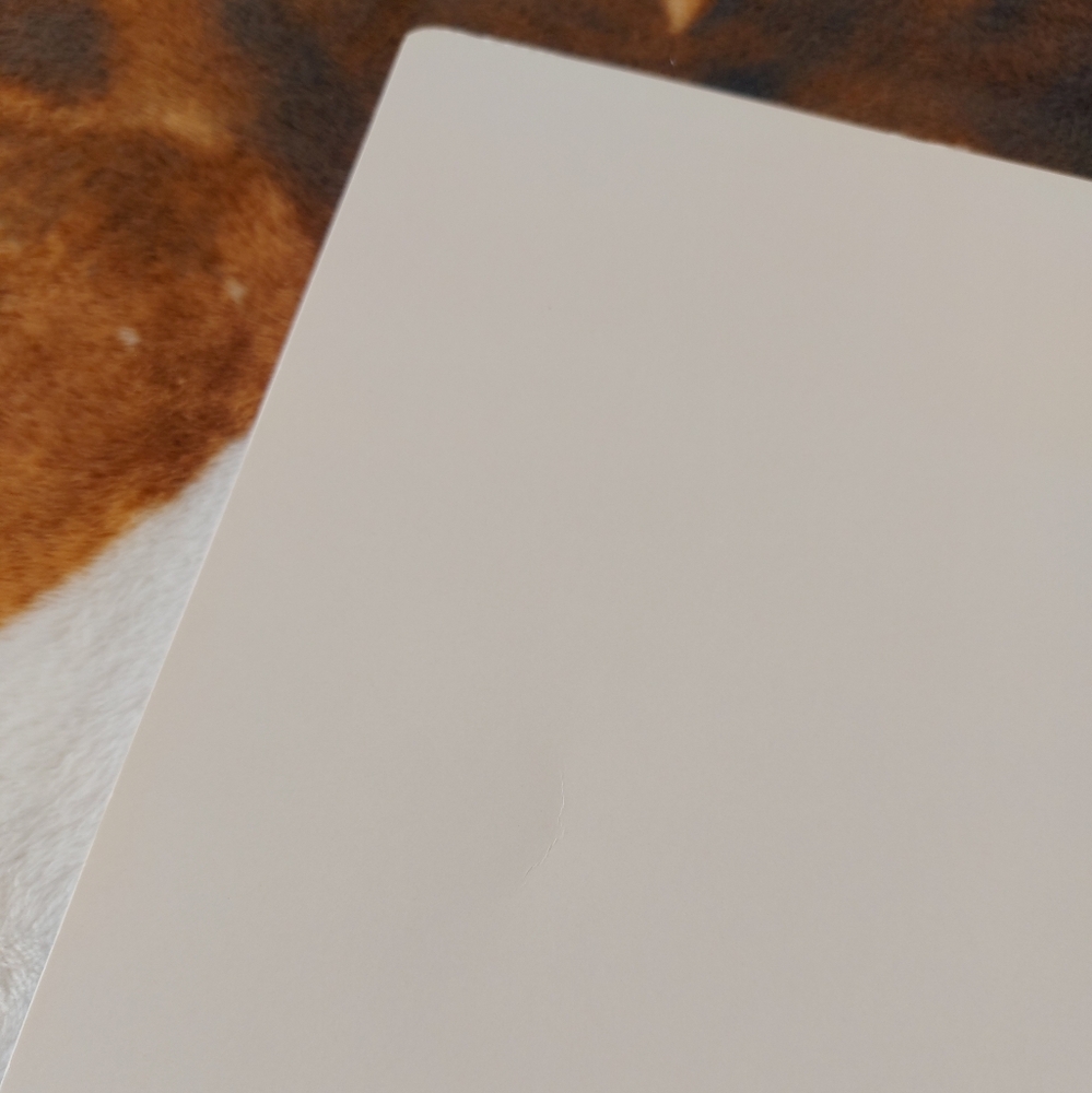 NWOT, Studio | Felines Notebook - Picture 16 of 17